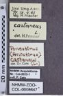 Etiketten zu Anostirus castaneus (NHMW-ZOO-COL-0008647)